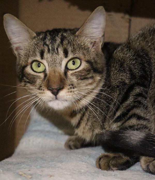 Mimì cucciolina travata in un'auto abbandonata Foto 2